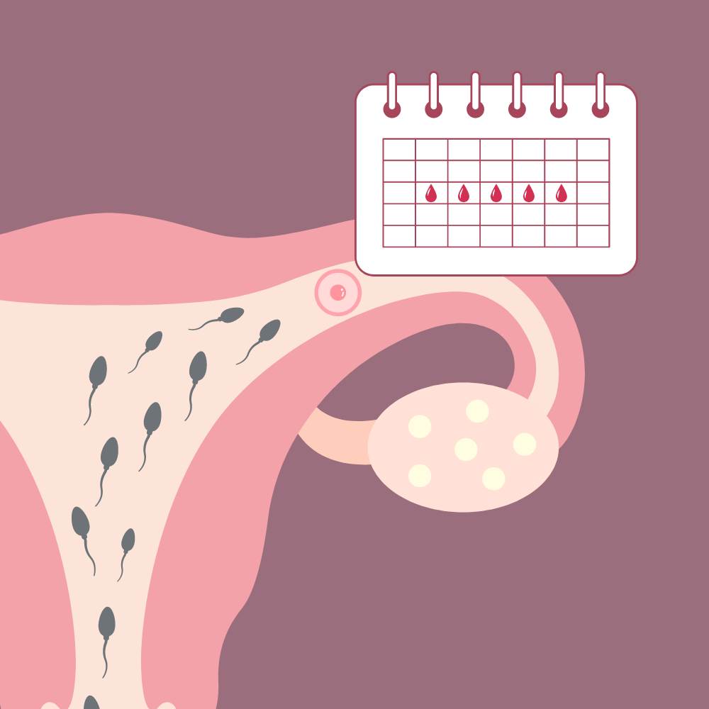Combien de jours après l'ovulation sont les jours fertiles d'une femme ?