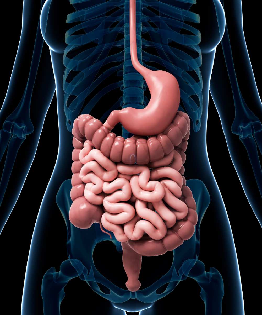 Quelle est la partie la plus importante du système digestif ?